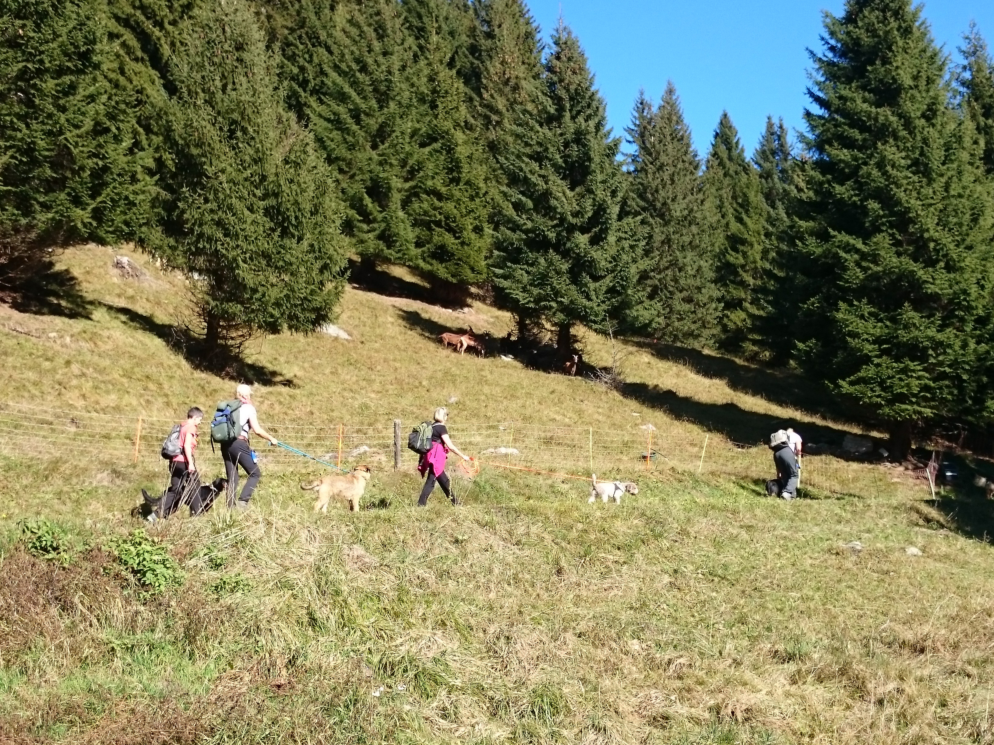 Wanderung vorbei an vielfältigen Weiden