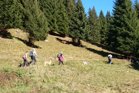 Wanderung vorbei an vielfältigen Weiden
